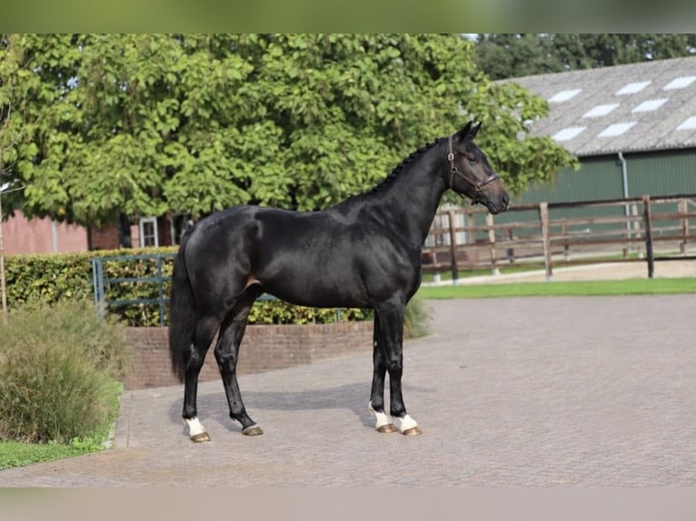 Hannoveraner Hengst 2 Jahre 170 cm Schwarzbrauner in Zieuwent