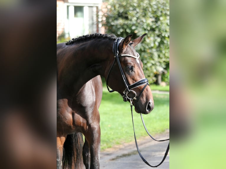 Hannoveraner Hengst 2 Jahre 172 cm Dunkelbrauner in Kutenholz