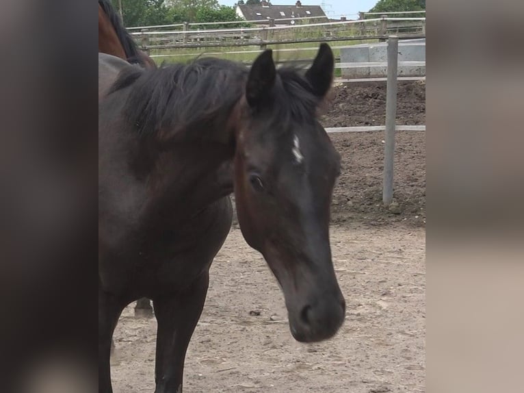 Hannoveraner Hengst 2 Jahre 172 cm Rappe in Ratekau