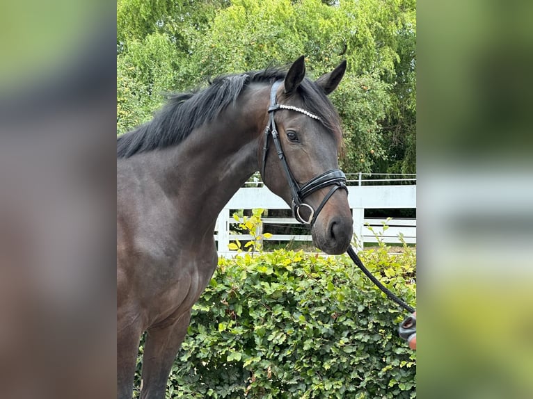 Hannoveraner Hengst 2 Jahre 172 cm Schwarzbrauner in Weeze