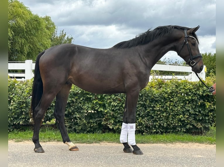Hannoveraner Hengst 2 Jahre 172 cm Schwarzbrauner in Weeze