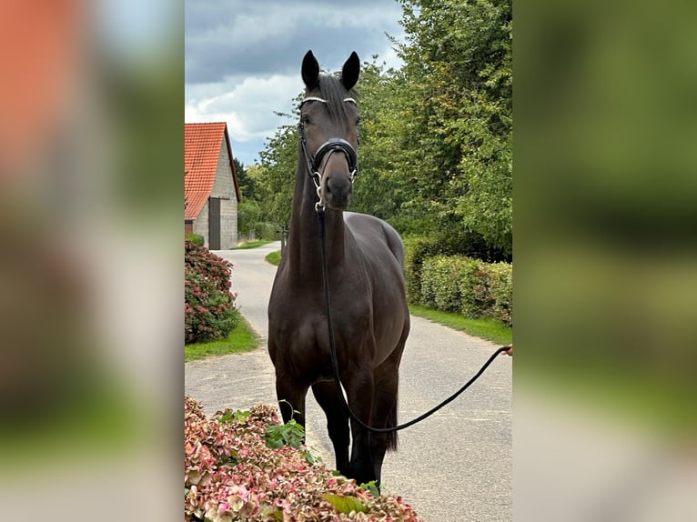 Hannoveraner Hengst 2 Jahre 172 cm Schwarzbrauner in Weeze