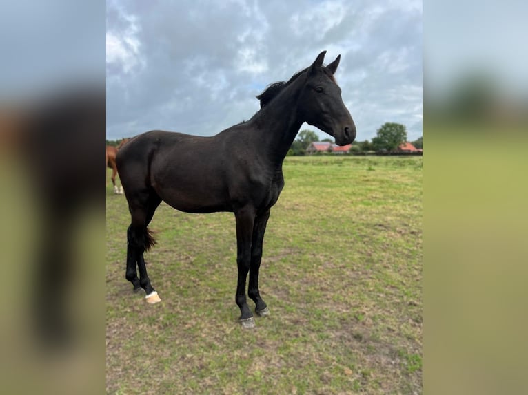 Hannoveraner Hengst 2 Jahre 172 cm Schwarzbrauner in Gro&#xDF;heide