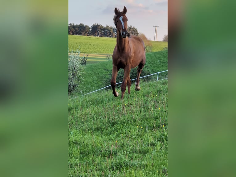 Hannoveraner Hengst 2 Jahre 173 cm Dunkelfuchs in Herren-Sulzbach