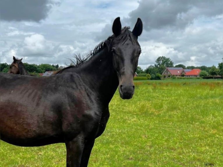 Hannoveraner Hengst 2 Jahre 174 cm Schwarzbrauner in Gro&#xDF;heide