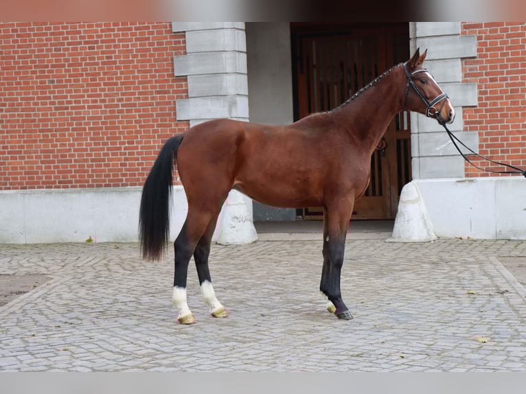 Hannoveraner Hengst 2 Jahre 177 cm Brauner in Celle
