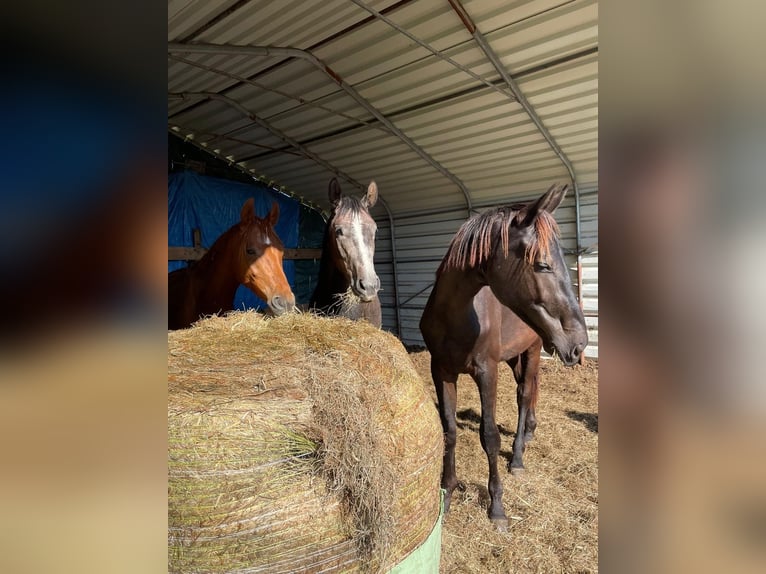 Hannoveraner Hengst 2 Jahre 180 cm Rappe in Gro&#xDF;heide Berumerfehn