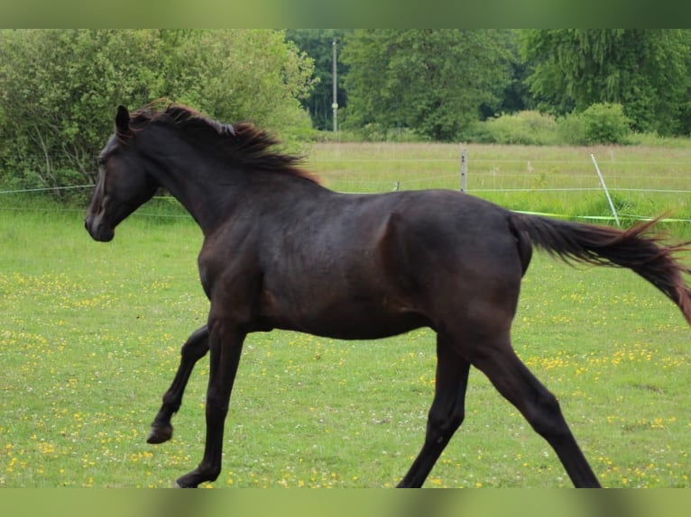Hannoveraner Hengst 2 Jahre 180 cm Rappe in Gro&#xDF;heide Berumerfehn