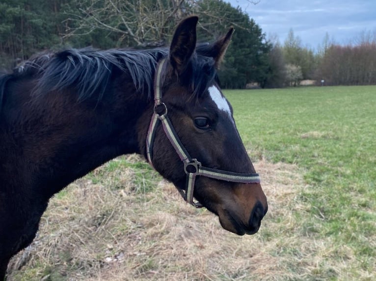 Hannoveraner Hengst 2 Jahre Brauner in Calau