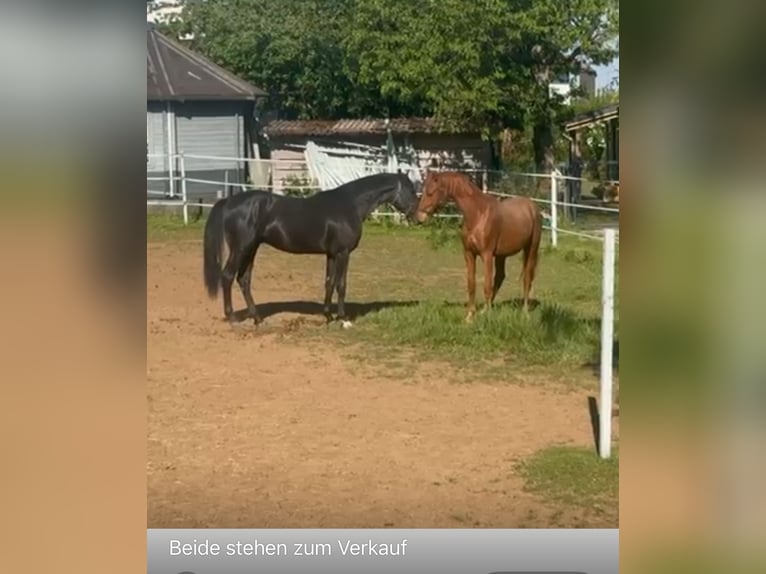 Hannoveraner Hengst 2 Jahre Fuchs in Hahn am See