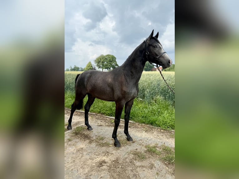 Hannoveraner Hengst 2 Jahre Kann Schimmel werden in Coesfeld