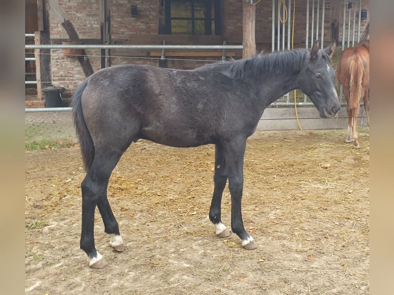 Hannoveraner Hengst 2 Jahre Schimmel in Wedemark