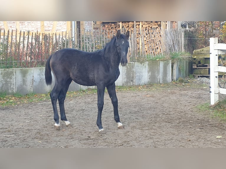 Hannoveraner Hengst 2 Jahre Schimmel in Wedemark