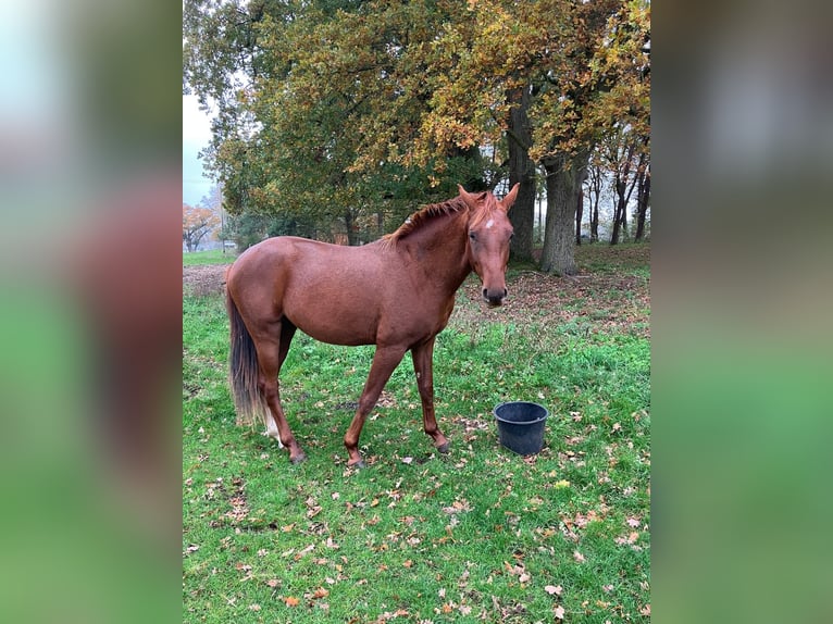 Hannoveraner Hengst 3 Jahre 158 cm Dunkelfuchs in Meppen