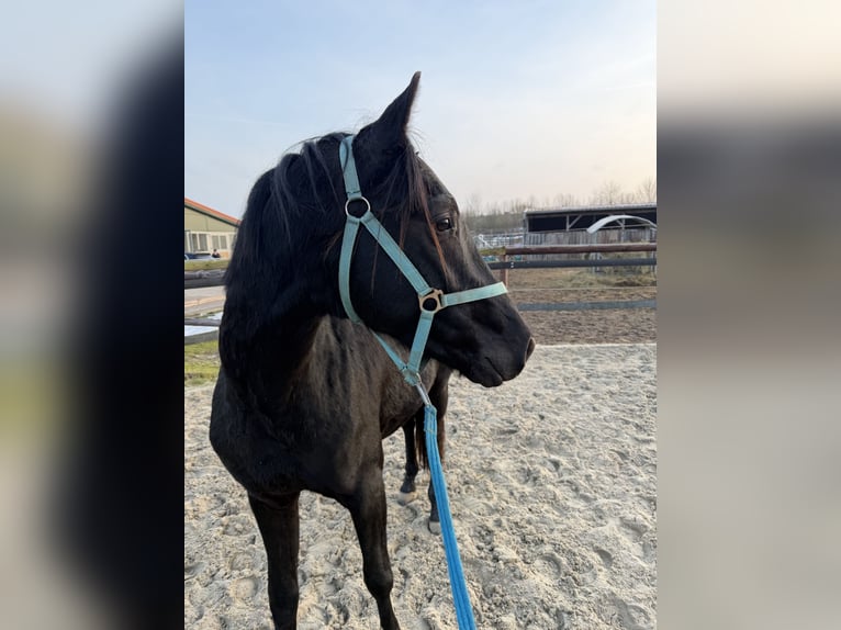 Hannoveraner Hengst 3 Jahre 158 cm Rappe in Wolfsburg