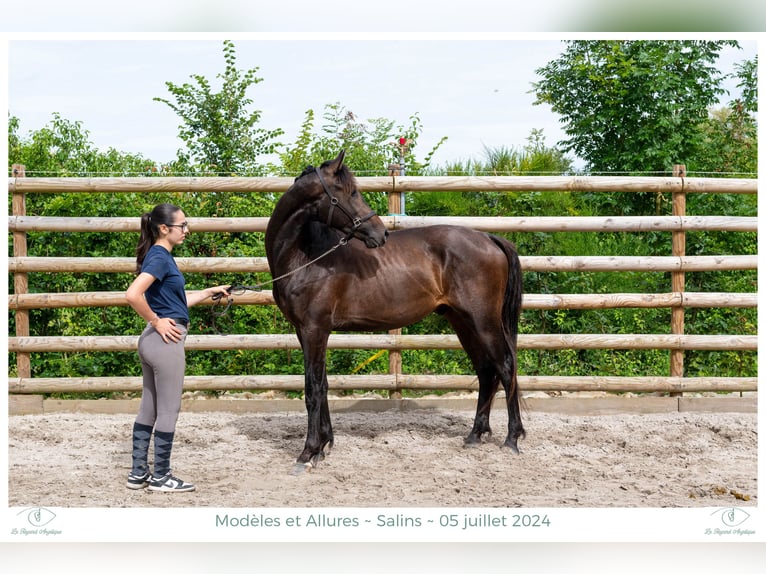 Hannoveraner Hengst 3 Jahre 158 cm Schwarzbrauner in Elevage des Baïsses