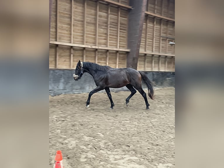 Hannoveraner Hengst 3 Jahre 158 cm Schwarzbrauner in Elevage des Baïsses