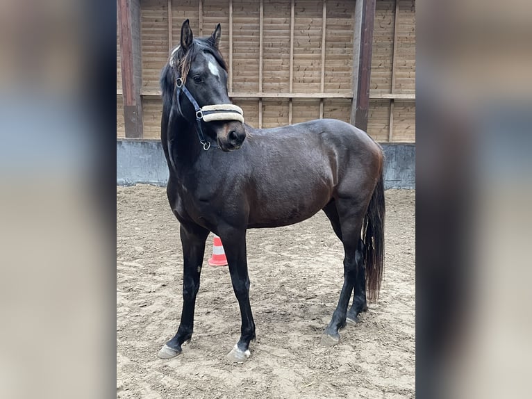 Hannoveraner Hengst 3 Jahre 158 cm Schwarzbrauner in Elevage des Baïsses