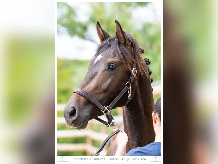 Hannoveraner Hengst 3 Jahre 158 cm Schwarzbrauner in Elevage des Baïsses
