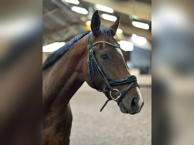 Hannoveraner Hengst 3 Jahre 160 cm Brauner in Wahlstedt