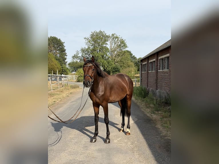 Hannoveraner Hengst 3 Jahre 163 cm Rotbrauner in Saint-Denis-de-Mailloc