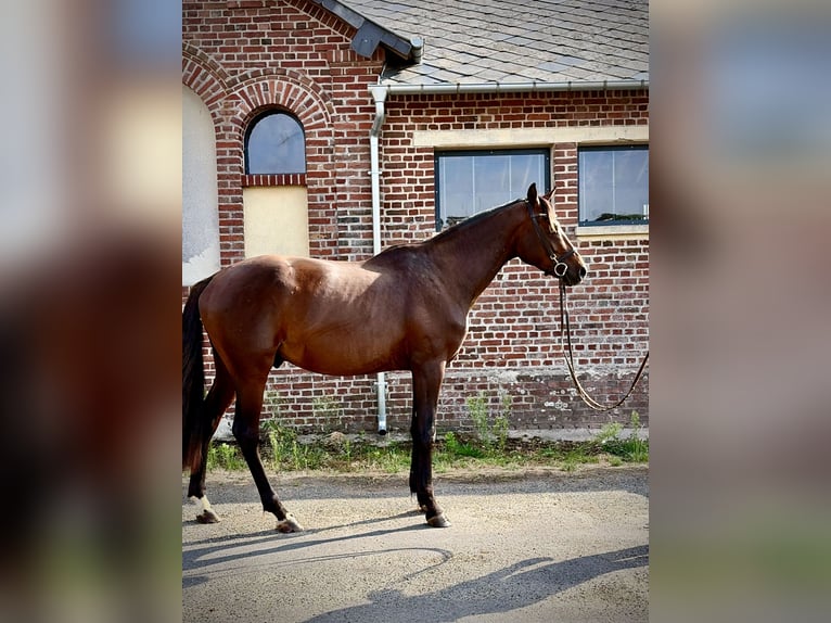 Hannoveraner Hengst 3 Jahre 163 cm Rotbrauner in Saint-Denis-de-Mailloc