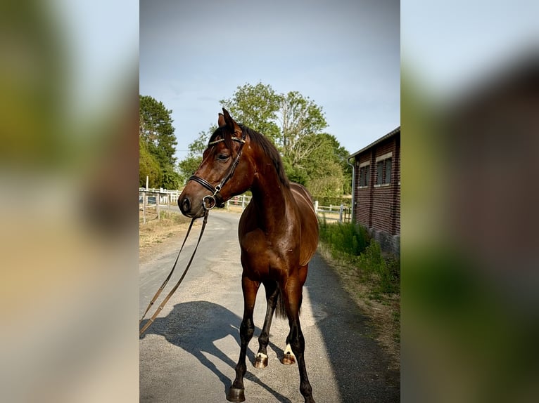 Hannoveraner Hengst 3 Jahre 163 cm Rotbrauner in Saint-Denis-de-Mailloc