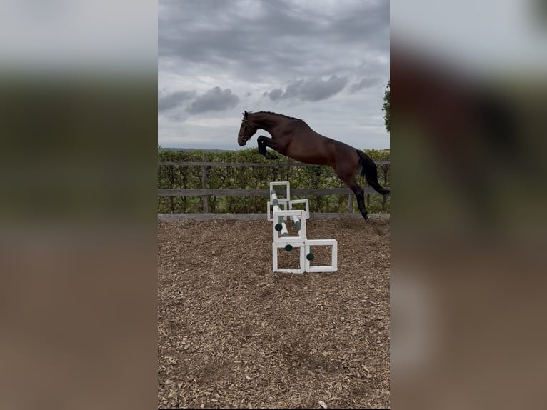 Hannoveraner Hengst 3 Jahre 164 cm Brauner in Rheinbach