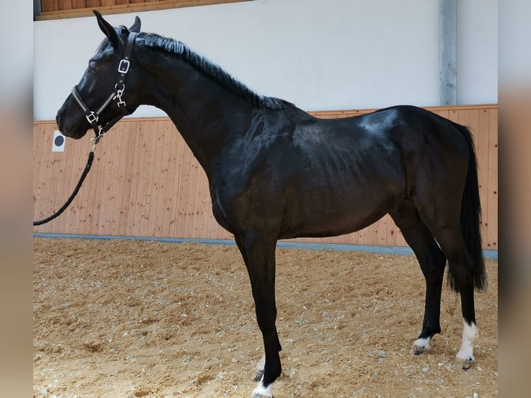 Hannoveraner Hengst 3 Jahre 164 cm Rappe in Steinmauern