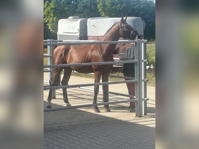 Hannoveraner Hengst 3 Jahre 165 cm Brauner in Burgstädt
