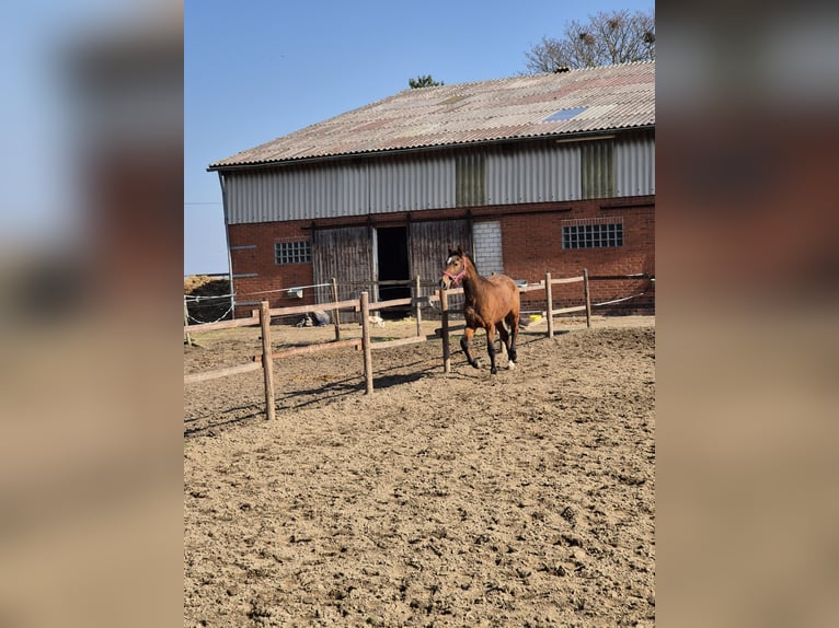 Hannoveraner Hengst 3 Jahre 165 cm Brauner in Vienenburg