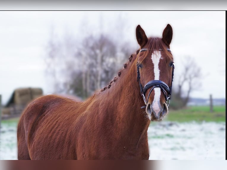 Hannoveraner Hengst 3 Jahre 165 cm Fuchs in Nauen