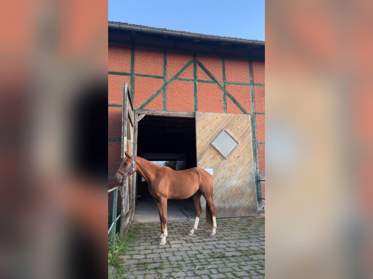 Hannoveraner Hengst 3 Jahre 165 cm Fuchs in Bad Lauterberg im Harz