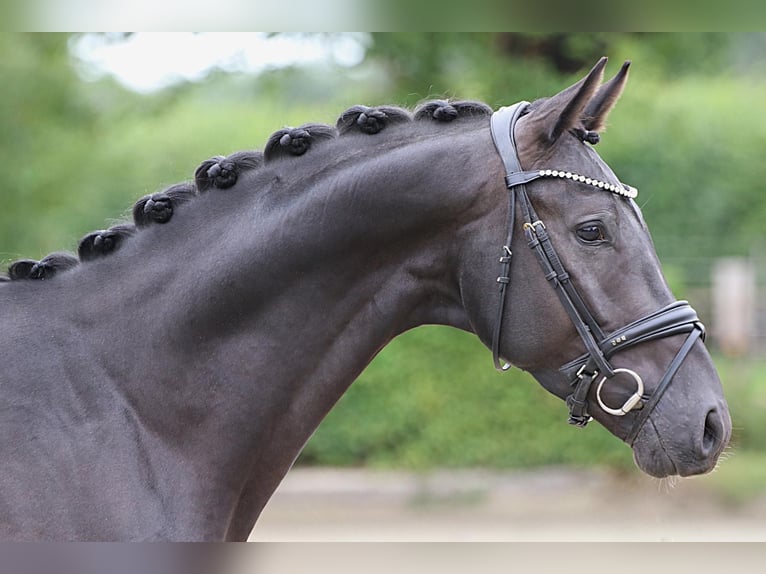 Hannoveraner Hengst 3 Jahre 165 cm Rappe in Meinersen