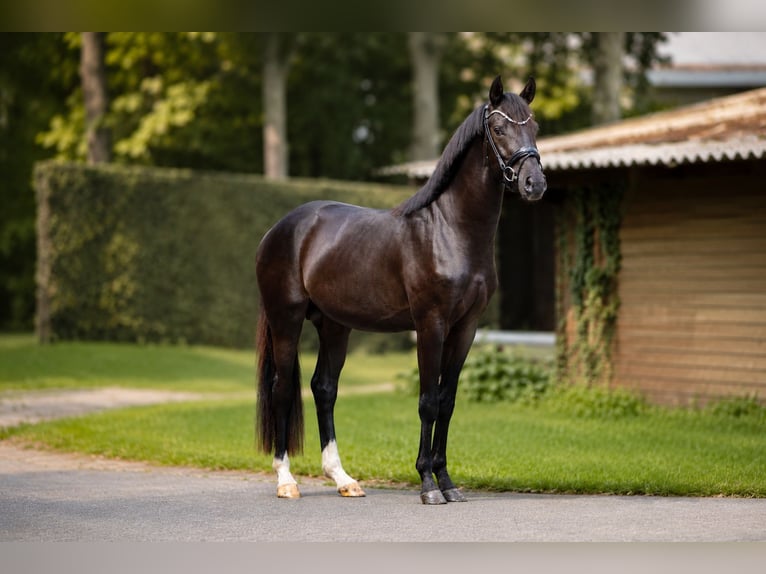 Hannoveraner Hengst 3 Jahre 165 cm Rappe in Neuenkirchen
