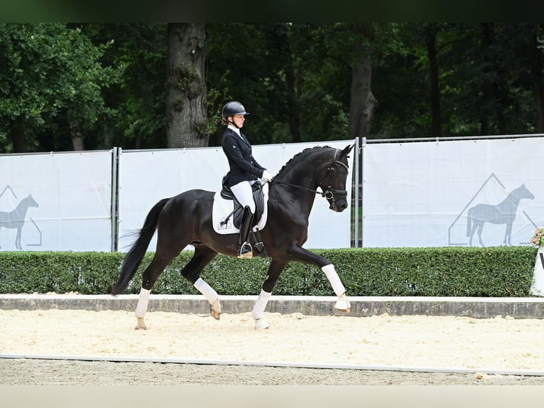 Hannoveraner Hengst 3 Jahre 166 cm Rappe in Bad Bevensen