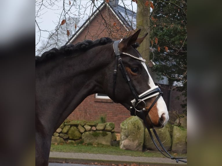 Hannoveraner Hengst 3 Jahre 166 cm Schwarzbrauner in Fredenbeck