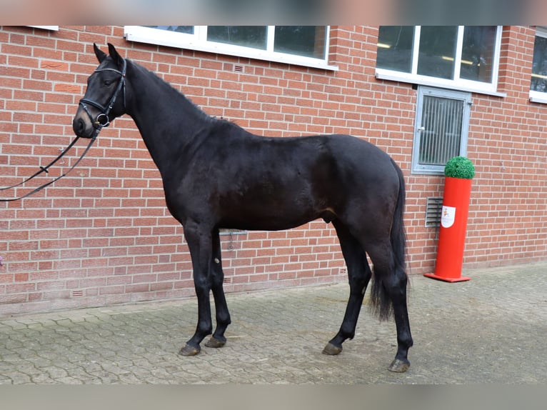 Hannoveraner Hengst 3 Jahre 167 cm Rappe in Celle