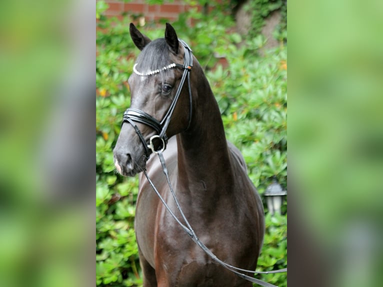 Hannoveraner Hengst 3 Jahre 167 cm Rappe in Kutenholz