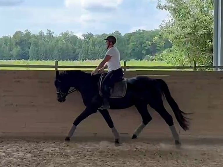 Hannoveraner Hengst 3 Jahre 167 cm Rappe in Heilbronn