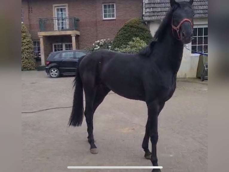 Hannoveraner Hengst 3 Jahre 167 cm Rappe in 22100 Hannoveraner Hengst 3 Jahre 167 cm Rappe in 22100