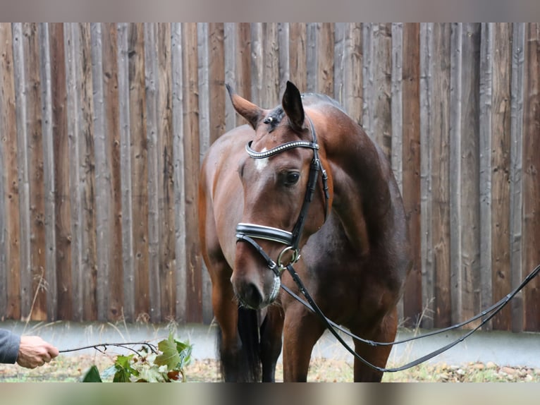 Hannoveraner Hengst 3 Jahre 168 cm Brauner in Celle