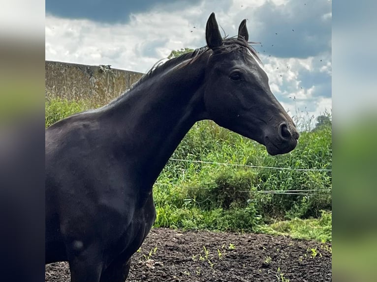 Hannoveraner Hengst 3 Jahre 168 cm Schwarzbrauner in Großheide
