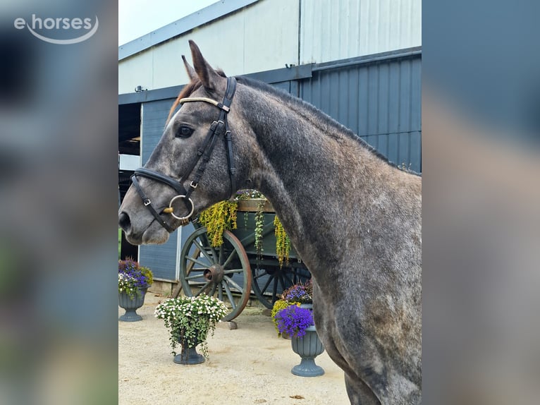 Hannoveraner Hengst 3 Jahre 169 cm Apfelschimmel in Ahrensbök