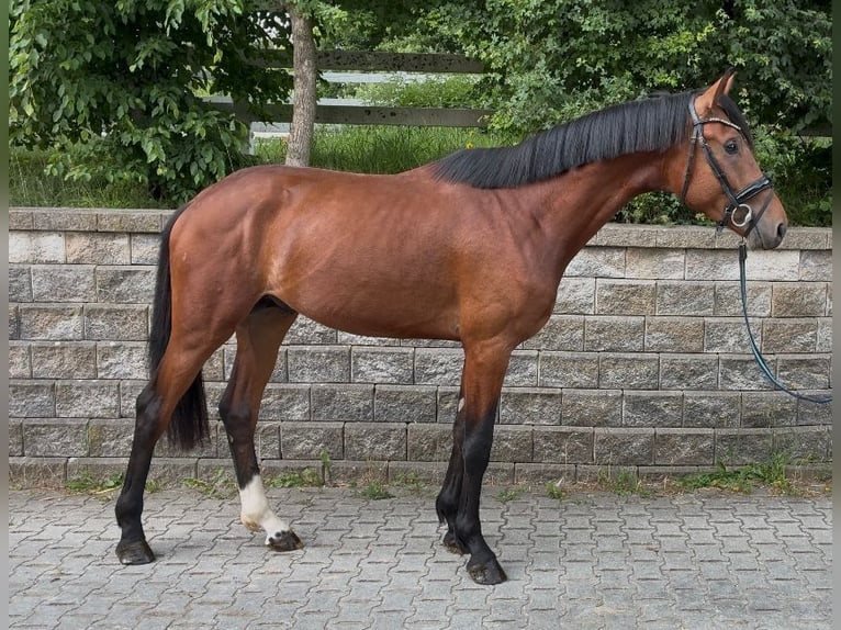 Hannoveraner Hengst 3 Jahre 169 cm Brauner in Unna