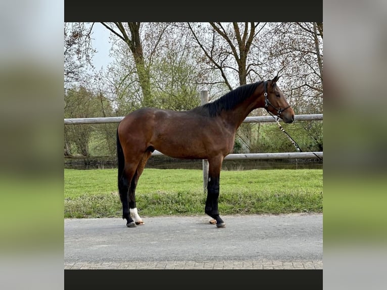Hannoveraner Hengst 3 Jahre 169 cm Brauner in Vechta