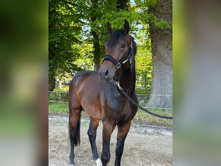 Hannoveraner Hengst 3 Jahre 169 cm Brauner in Beverstedt