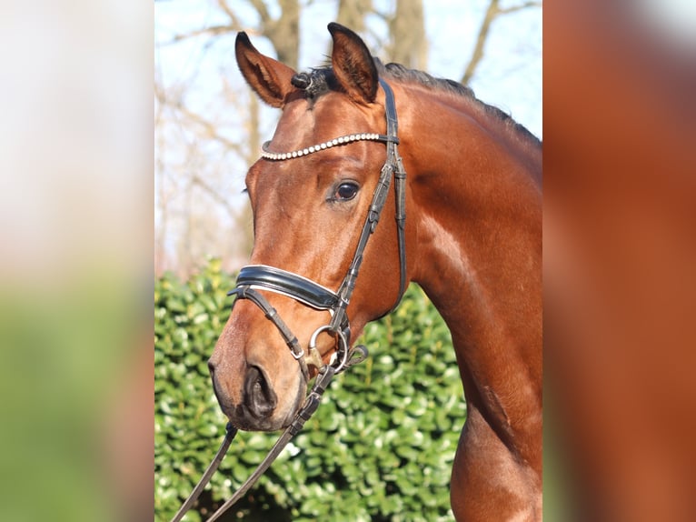 Hannoveraner Hengst 3 Jahre 170 cm Brauner in Selsingen