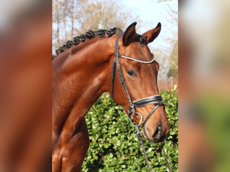 Hannoveraner Hengst 3 Jahre 170 cm Brauner in Selsingen