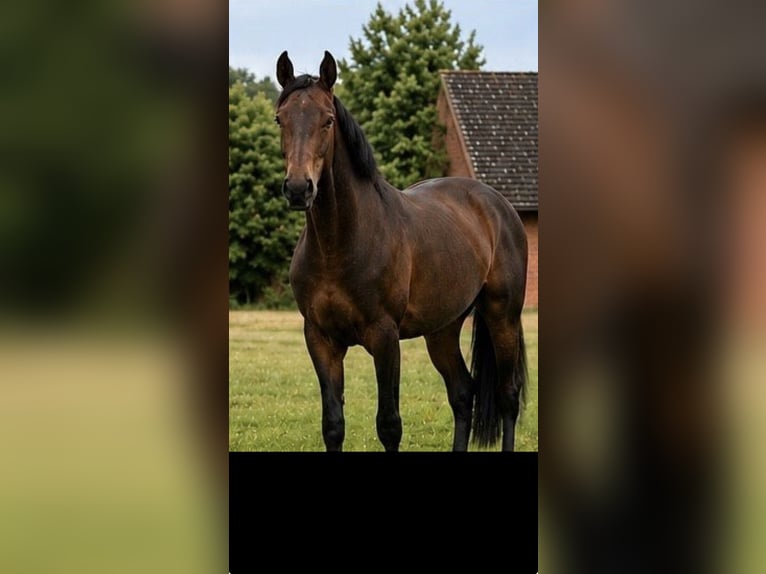 Hannoveraner Hengst 3 Jahre 170 cm Brauner in Tespe